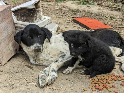 Mila a Noah, když byli nalezeni – infikováni kožní chorobou (Noah) a psinkou (Mila)