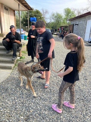 Psi jsou u dočasných pěstounů zvyklí nejen na ostatní zvířata, ale také na děti.