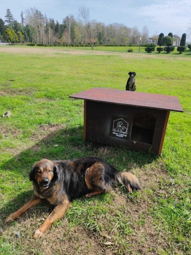 I Zero Strays Georgia staví v parku přístřešky a boudičky