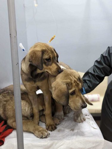 Při záchraně i s dalšími sourozenci. Jen dva ale přežili smrtící parvovirus.